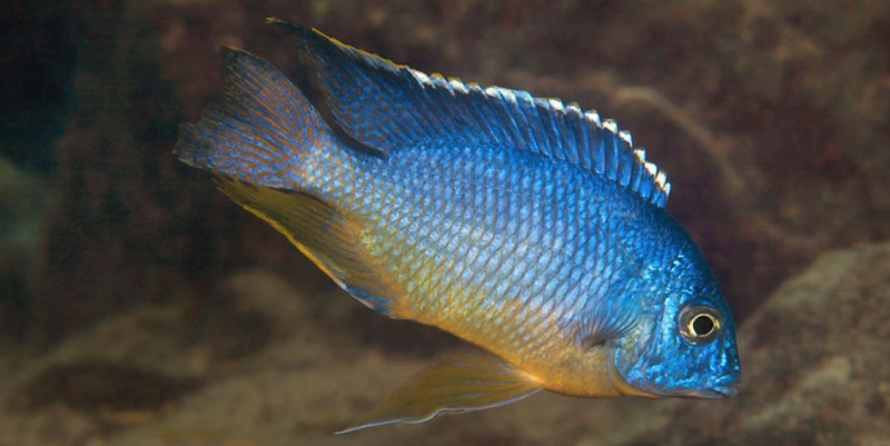 Protomelas taeniolatus 'Katale Island'